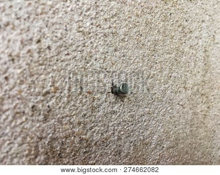 Soft Focus And Close Up Blur For The Nail Hammer In Rough Cement Wall
