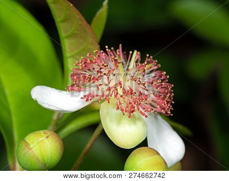 Closeup Tetracera Indica Flower With Green Buds Isolated On Nature Background, Selective Focus