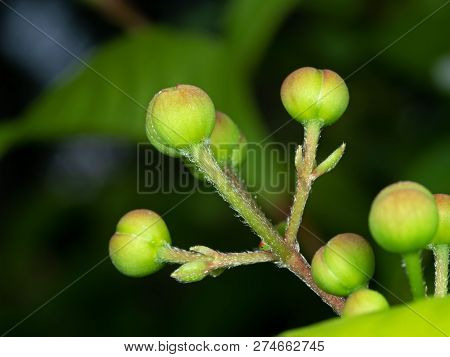 Closeup Green Buds Of Tetracera Indica Flowers Isolated On Nature Background