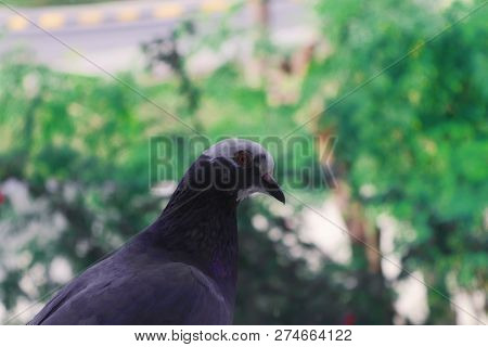 A Headshot Of A Pigeon With A Green Background