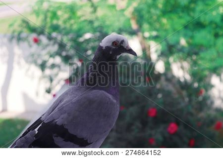A Photo Of A Beautiful And Young Pigeon