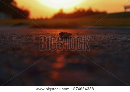 A Closeup Of A Pebble Or Rock On The Street With The Sun Setting Behind