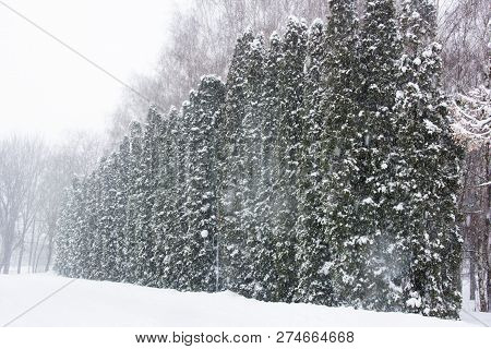 Snowy Arbor Vitae(cedar, Thuja) In A Row During The Heavy Snowfall.