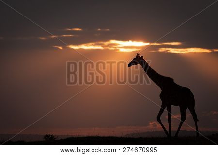 Masai Giraffe At Sundown Walks Along Horizon