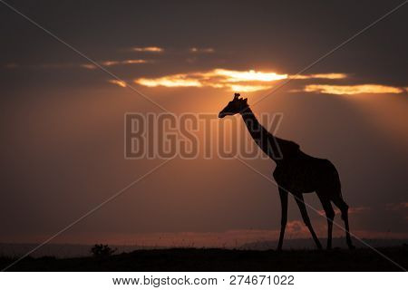 Masai Giraffe At Sunset Walking Along Horizon