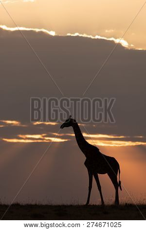 Masai Giraffe At Sunset Stands On Horizon