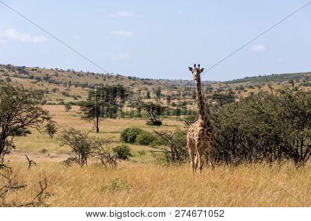 Masai Giraffe Facing Camera Among Whistling Thorns
