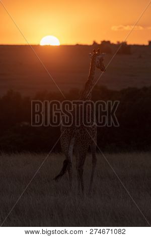 Masai Giraffe In Grass Walking Towards Sunset