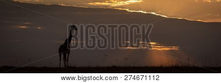 Masai Giraffe Standing On Horizon At Sunset