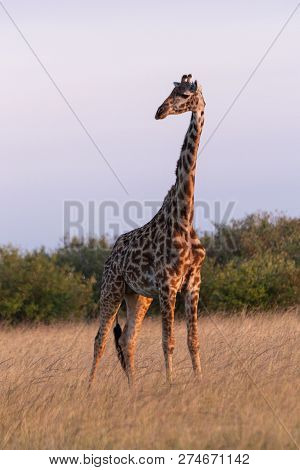 Masai Giraffe Stands In Grass Eyeing Camera