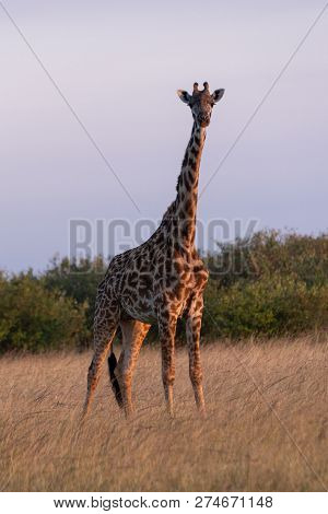 Masai Giraffe Stands In Grass Facing Camera