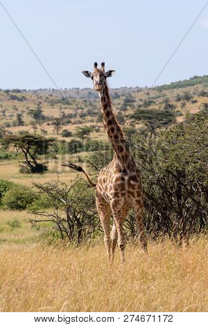 Masai Giraffe Swishing Tail And Facing Camera