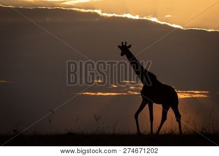 Masai Giraffe Walking Along Horizon At Sunset