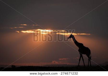 Masai Giraffe Walks On Horizon At Sundown