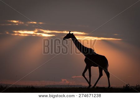 Masai Giraffe Walks On Horizon At Sunset