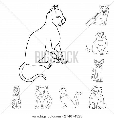 Vector Design Of Pet And Sphynx Symbol. Set Of Pet And Fun Vector Icon For Stock.