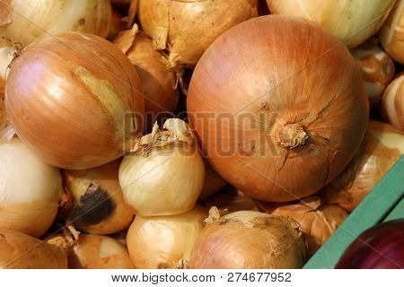 Close Up Of Ripe Onion On The Counter Market Stall. Raw Vegetabl
