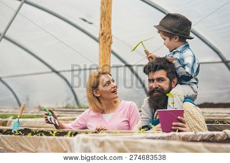 Hotbed. Greenhouse Or Hotbed. Hotbed Working Family. Parents With Child Planting Seeds In Hotbed, Ke