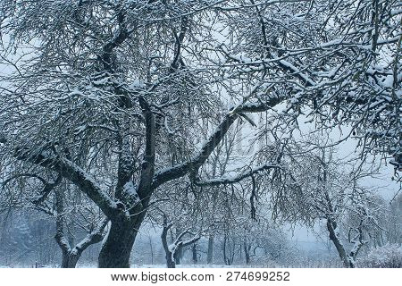Mistic Landscape With Frozy Trees . Dreaming Concept. Beautiful Winter Nature