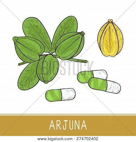 Arjuna. Fruit, Leaves, Capsule. Sketch. Set. Color