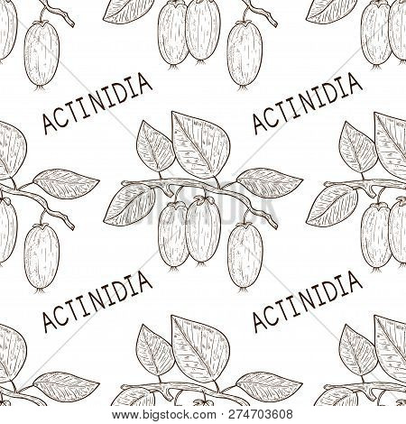 Actinidia. Kiwi. Fruit, Leaves, Branch. Sketch. Background, Wallpaper, Seamless. Monophonic.