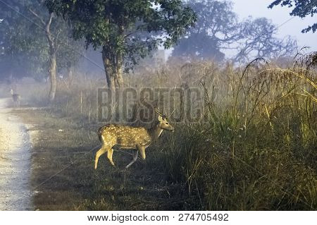 Young Chital Or Cheetal (axis Axis), Also Known As Spotted Deer Or Axis Deer Male Walking In The Fog