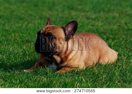 Dog Breed French Bulldog Is Lying On Green Grass
