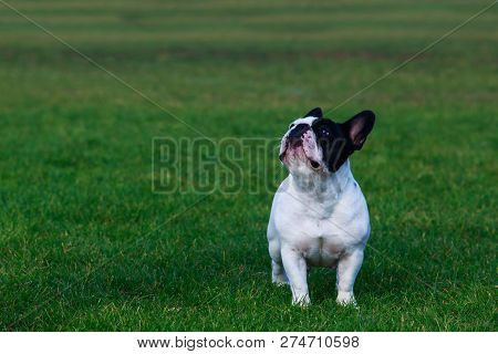 Dog Breed French Bulldog Is Stand On Green Grass