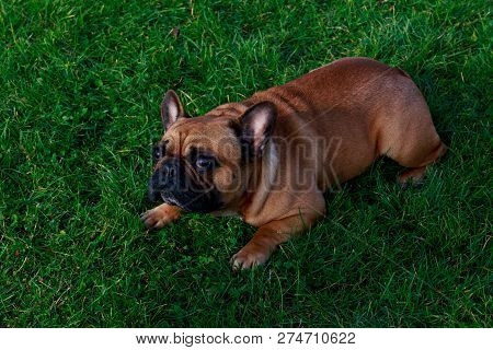 Dog Breed French Bulldog Is Lying On Green Grass