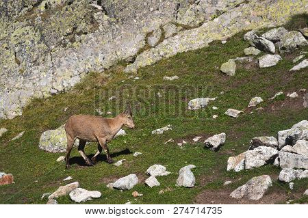 Young Horned Goat Male Alpine Capra Ibex On The High Rocks Stone In Dombay Mountains. North Caucasus