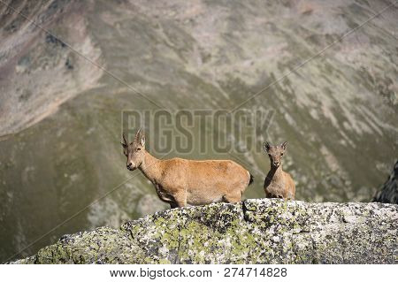 Young Female Alpine Capra Ibex With A Cub Looking At The Camera And Standing On The High Rocks Stone