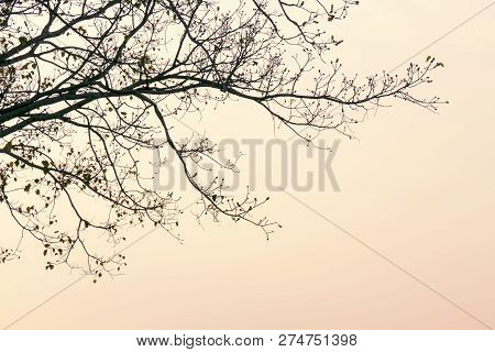 Branch Of Bodhi Tree Silhouette In Autumn Of Tropical Nature On Twilight Background For Romantic Ele