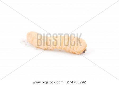 Larva Bark Beetle (scolytinae). Larva Of Bark Beetles Legless Isolated On White Background.