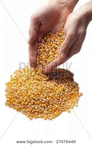 hands offer the grain concept hunger in the world