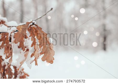 Scenic View Of Oak Leaves With Snow In Winter Forest And Blurred Falling Snowflakes