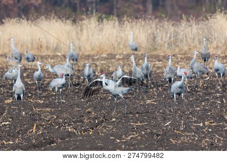Sandhill Crane Eat From A Recently Plowed Farm Field. One Crane Raises And Flaps Its Wings To Protec