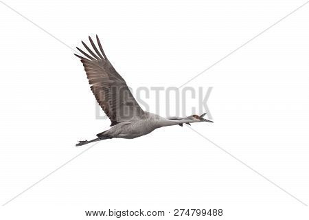 A Sandhill Crane Soars Across A White Background With Its Wings Wide Open.