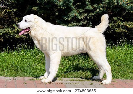 Central Asian Shepherd Dog In Profile.  The Central Asian Ovcharka Stands In The Park.
