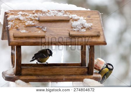 Birds In Feeder. People Care Of Wildlife. Cute Small Birds Paru