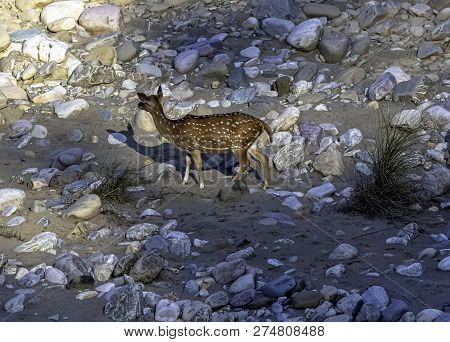 Chital Or Cheetal (axis Axis), Also Known As Spotted Deer Or Axis Deer Female On The Rocks In Jim Co