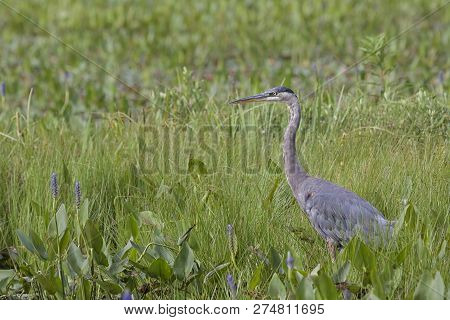 In The Mist Of The Green Wetland Grasses And Purple Pickleweed, A Great Blue Heron Stands At Attenti