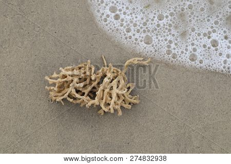 Dead Coral Washed Out On The Seashore With The White Bubble.