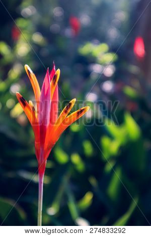 Bird Of Paradise Plant In The Garden With Light Ray
