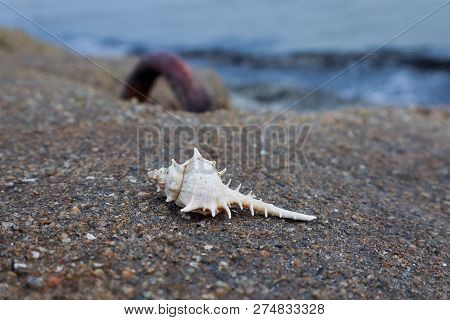 White Pointy Sea Shell On The Concrete Wall.