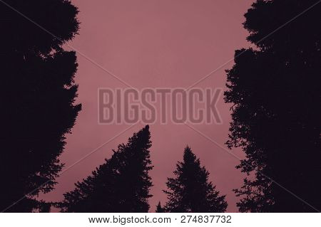 Dark Silhouettes Of High Pines And Spruces From Below Upwards On Background Of Clear Gloomy Pink Sky