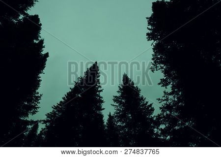 Dark Silhouettes Of High Pines And Spruces From Below Upwards On Background Of Clear Gloomy Green Sk