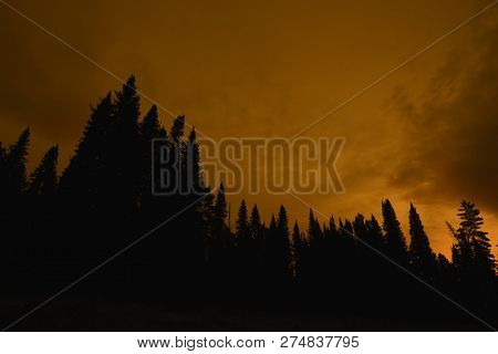 Dark Silhouettes Of High Pines And Spruces From Below Upwards On Background Of Cloudy Sky In Faded S