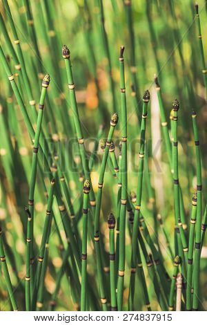 Horsetail Grass Grow In Sunlight. Jointed Stems Of Puzzletail Grass Close Up. Green Equisetum In Sun