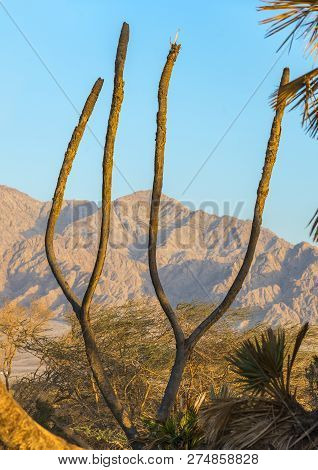 Remains Of Exotic Doum Palms. These Tropical Plants Are The Most Northern Point Of Their Distributio