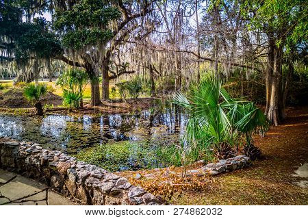 Huge Old Oak Trees In Averyisland, Louisiana